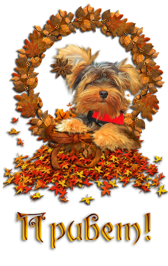 Осенние открытки. Красивый осенний привет. Осенний приветик собаки. Хорошего осеннего дня собачка. Приветы осени